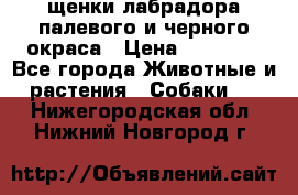 щенки лабрадора палевого и черного окраса › Цена ­ 30 000 - Все города Животные и растения » Собаки   . Нижегородская обл.,Нижний Новгород г.